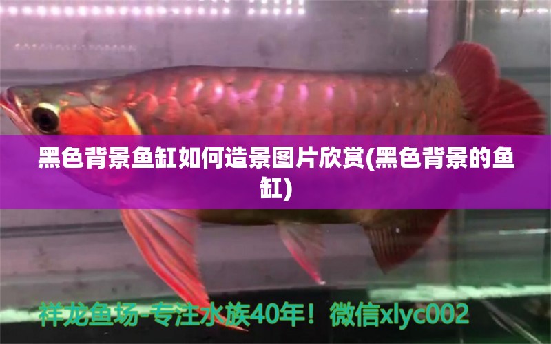 黑色背景魚缸如何造景圖片欣賞(黑色背景的魚缸) 熊貓異形魚L46