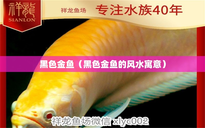 黑色金魚（黑色金魚的風(fēng)水寓意） 魚缸風(fēng)水