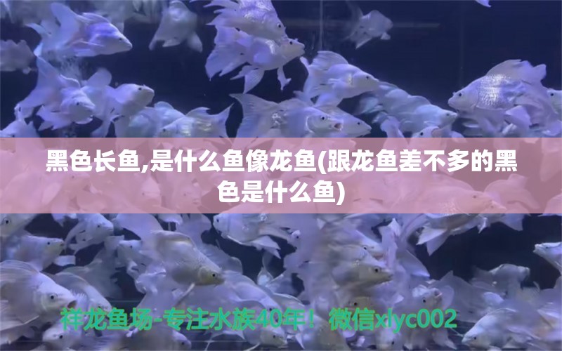 黑色長(zhǎng)魚,是什么魚像龍魚(跟龍魚差不多的黑色是什么魚) 魚糧魚藥