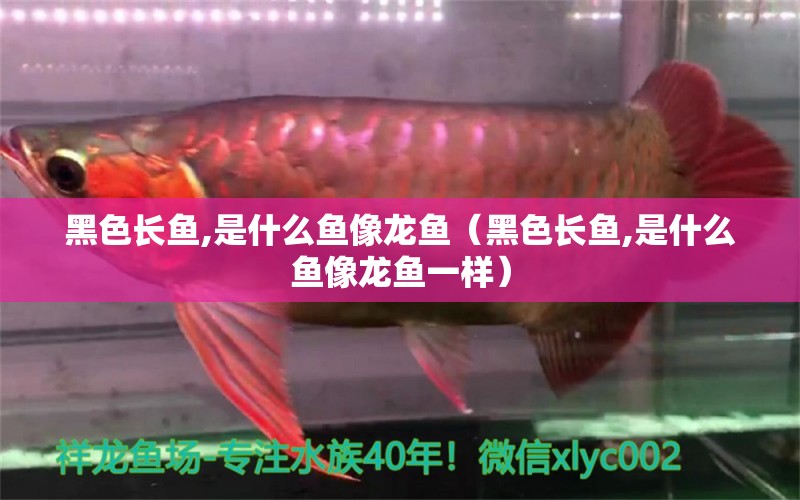 黑色長魚,是什么魚像龍魚（黑色長魚,是什么魚像龍魚一樣）