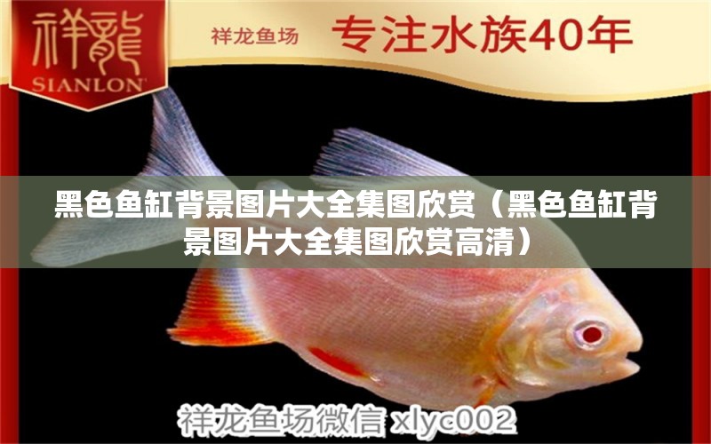 黑色魚缸背景圖片大全集圖欣賞（黑色魚缸背景圖片大全集圖欣賞高清） 紅魔王銀版魚