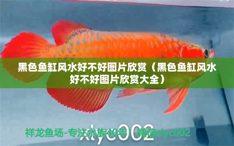 黑色魚缸風(fēng)水好不好圖片欣賞（黑色魚缸風(fēng)水好不好圖片欣賞大全） 魚缸風(fēng)水