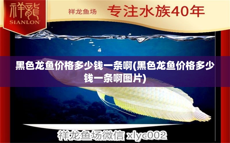 黑色龍魚價(jià)格多少錢一條啊(黑色龍魚價(jià)格多少錢一條啊圖片)