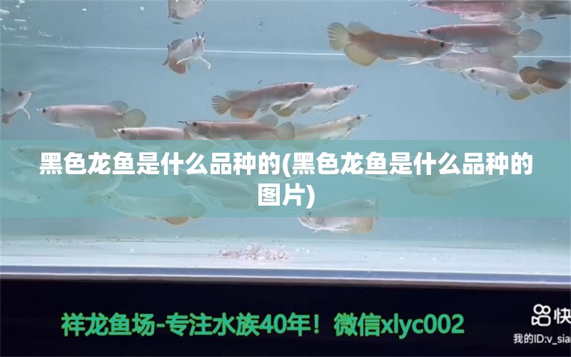 黑色龍魚(yú)是什么品種的(黑色龍魚(yú)是什么品種的圖片) 元寶鯽