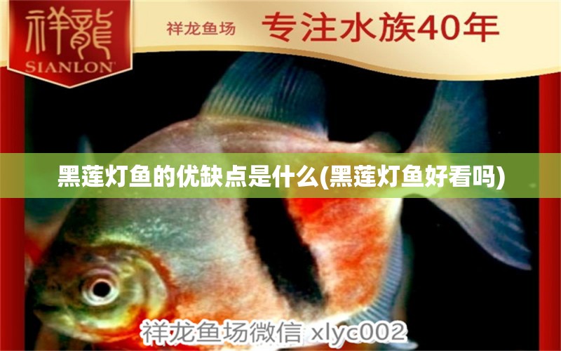 黑蓮燈魚的優(yōu)缺點(diǎn)是什么(黑蓮燈魚好看嗎) 觀賞魚 第2張