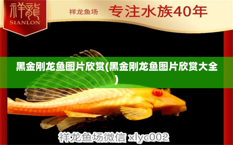 黑金剛龍魚圖片欣賞(黑金剛龍魚圖片欣賞大全) 成吉思汗鯊（球鯊）魚 第1張