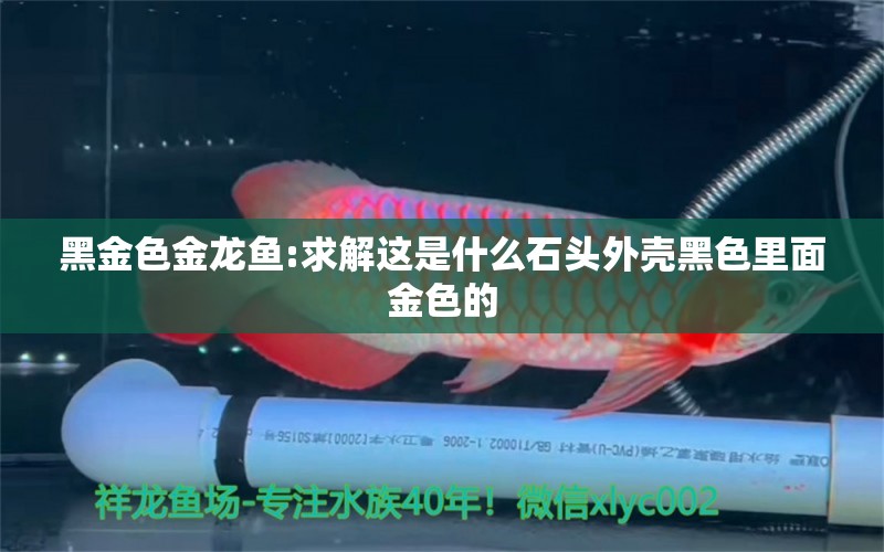 黑金色金龍魚:求解這是什么石頭外殼黑色里面金色的