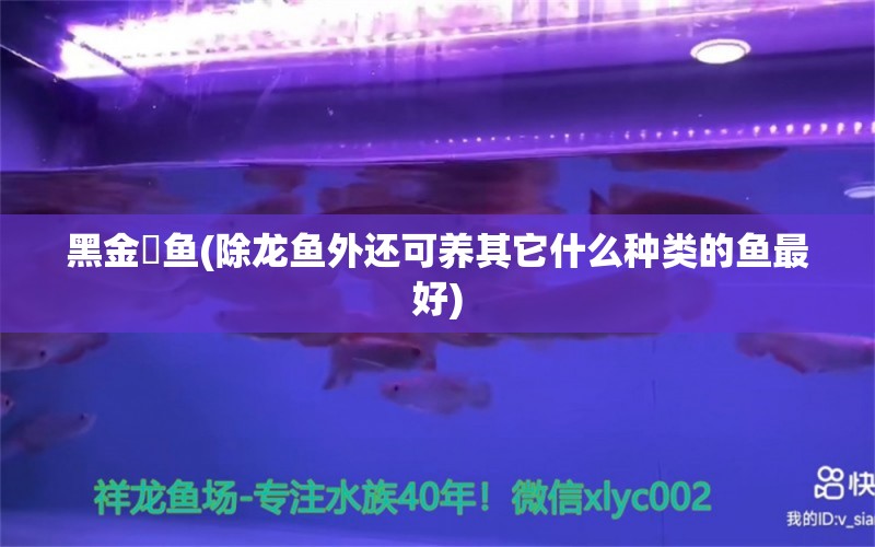 黑金魟魚(除龍魚外還可養(yǎng)其它什么種類的魚最好) 黑金魟魚