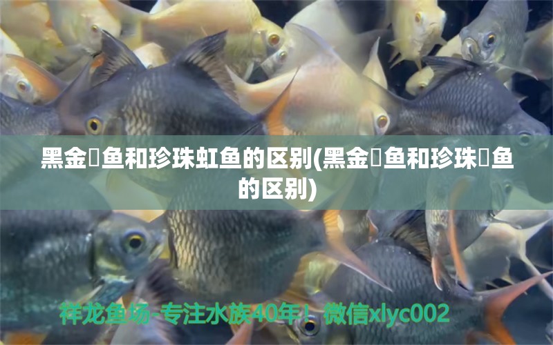 黑金魟魚和珍珠虹魚的區(qū)別(黑金魟魚和珍珠魟魚的區(qū)別) 黑金魟魚 第1張