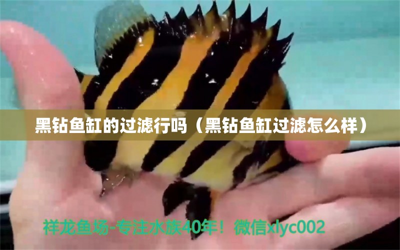 黑鉆魚缸的過濾行嗎（黑鉆魚缸過濾怎么樣）