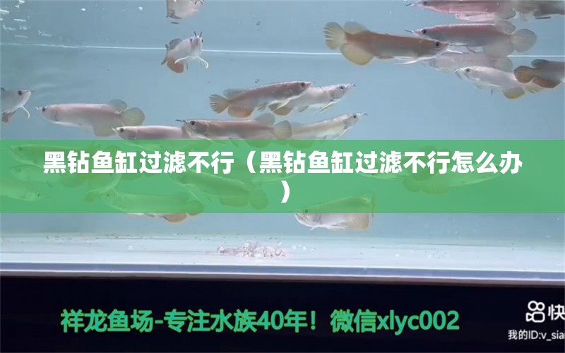 黑鉆魚(yú)缸過(guò)濾不行（黑鉆魚(yú)缸過(guò)濾不行怎么辦）