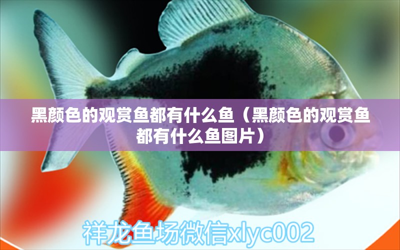 黑顏色的觀賞魚都有什么魚（黑顏色的觀賞魚都有什么魚圖片） 黑桃A魚