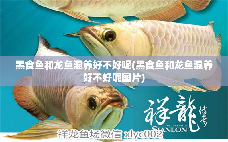 黑食魚和龍魚混養(yǎng)好不好呢(黑食魚和龍魚混養(yǎng)好不好呢圖片) 黃金眼鏡蛇雷龍魚