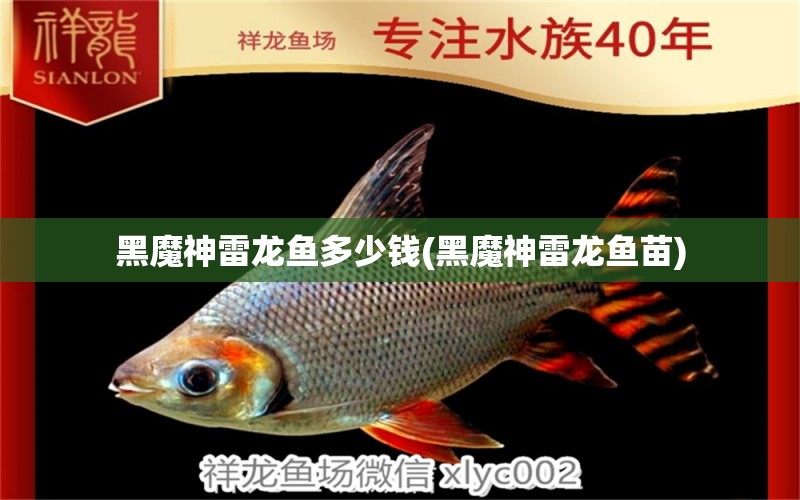 黑魔神雷龍魚多少錢(黑魔神雷龍魚苗) 帝王迷宮魚