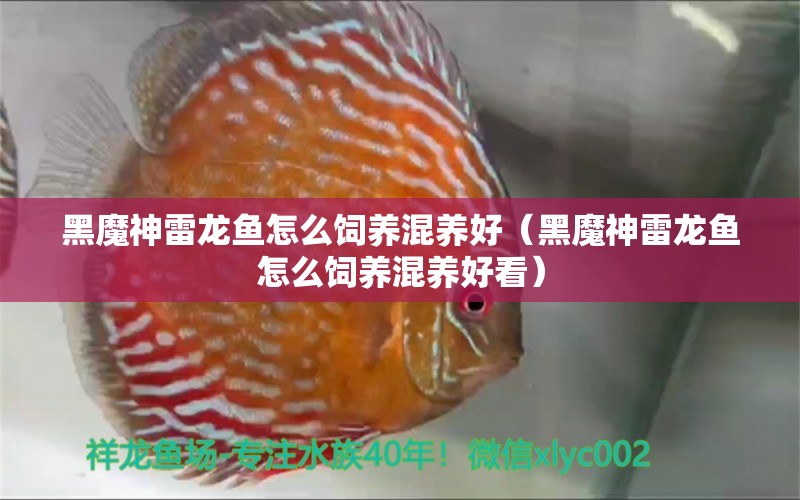 黑魔神雷龍魚怎么飼養(yǎng)混養(yǎng)好（黑魔神雷龍魚怎么飼養(yǎng)混養(yǎng)好看） 慈雕魚