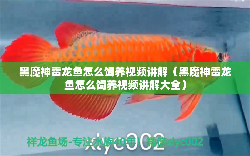 黑魔神雷龍魚(yú)怎么飼養(yǎng)視頻講解（黑魔神雷龍魚(yú)怎么飼養(yǎng)視頻講解大全） 圣菲埃及魚(yú)