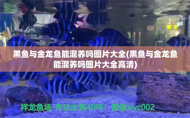 黑魚與金龍魚能混養(yǎng)嗎圖片大全(黑魚與金龍魚能混養(yǎng)嗎圖片大全高清) 和尚魚