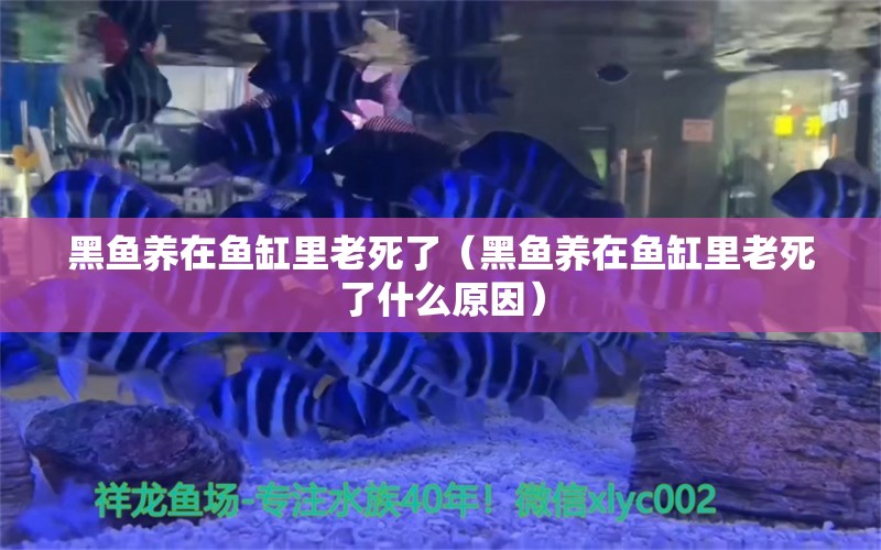 黑魚養(yǎng)在魚缸里老死了（黑魚養(yǎng)在魚缸里老死了什么原因） 白化巴西龜（白巴）