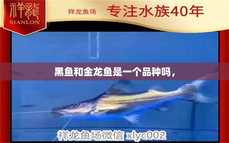 黑魚和金龍魚是一個(gè)品種嗎，