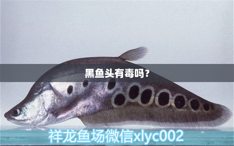 黑魚頭有毒嗎？ 朱巴利魚苗