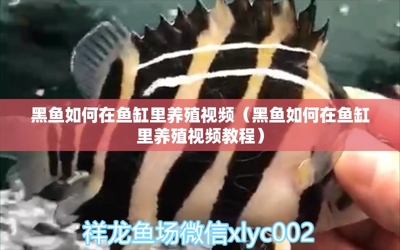 黑魚如何在魚缸里養(yǎng)殖視頻（黑魚如何在魚缸里養(yǎng)殖視頻教程）