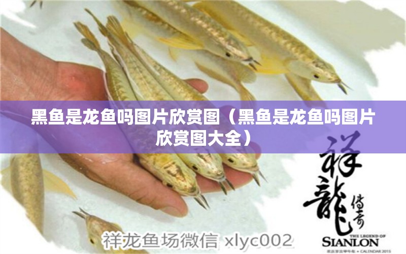 黑魚是龍魚嗎圖片欣賞圖（黑魚是龍魚嗎圖片欣賞圖大全） 觀賞魚市場(chǎng)（混養(yǎng)魚）