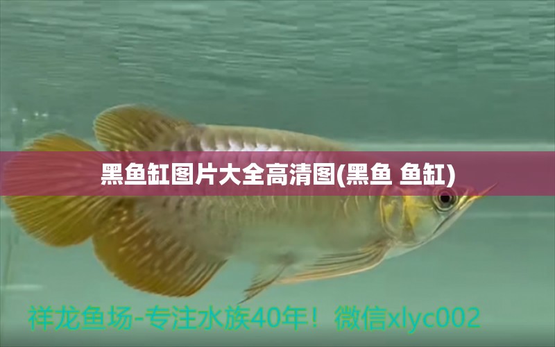 黑魚缸圖片大全高清圖(黑魚 魚缸) 申古銀版魚