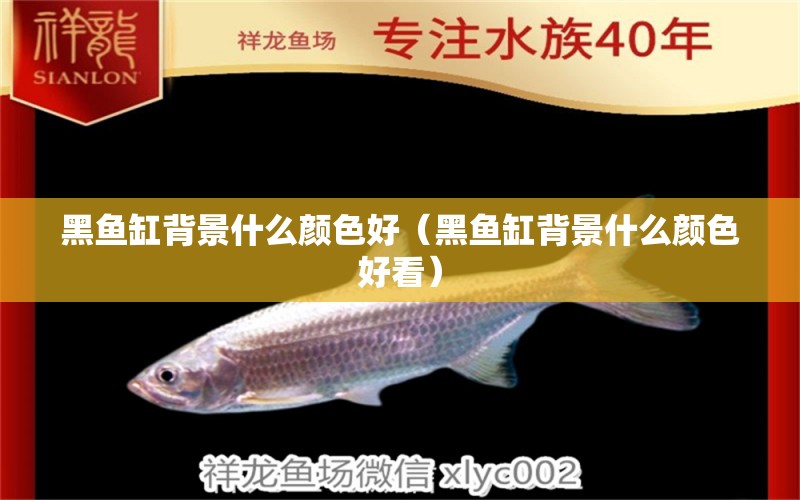 黑魚缸背景什么顏色好（黑魚缸背景什么顏色好看） 祥龍魚場