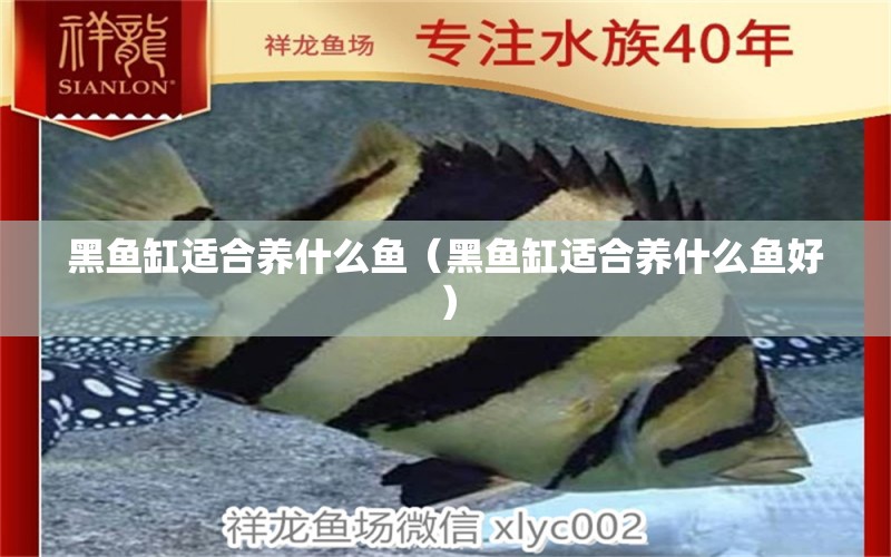 黑魚缸適合養(yǎng)什么魚（黑魚缸適合養(yǎng)什么魚好）