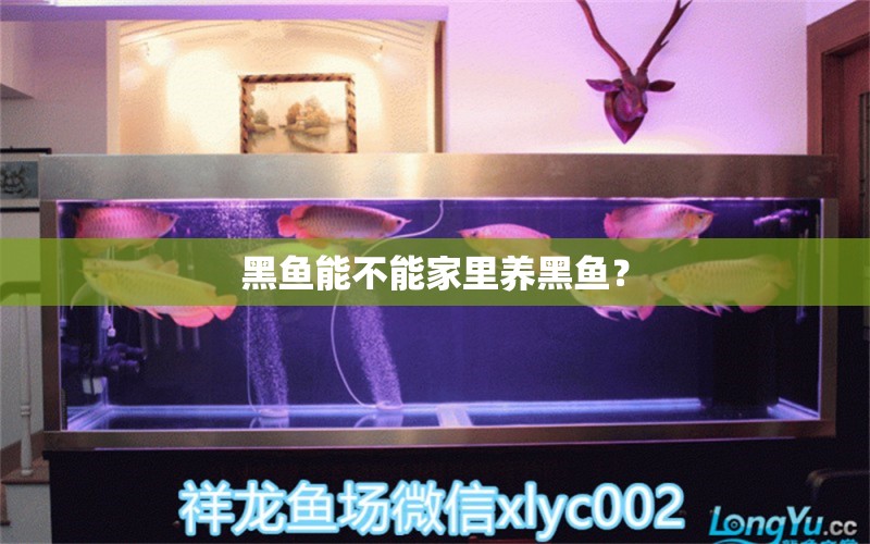 黑魚能不能家里養(yǎng)黑魚？ 養(yǎng)魚知識