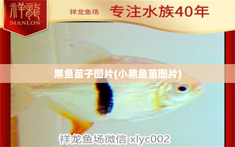 黑魚苗子圖片(小黑魚苗圖片) 魚缸定做