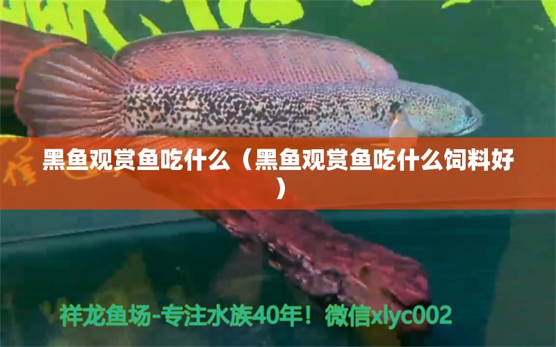 黑魚(yú)觀賞魚(yú)吃什么（黑魚(yú)觀賞魚(yú)吃什么飼料好） 黑白雙星魚(yú)