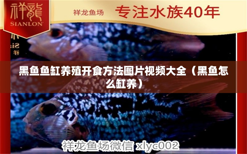 黑魚魚缸養(yǎng)殖開食方法圖片視頻大全（黑魚怎么缸養(yǎng)）