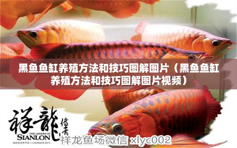 黑魚(yú)魚(yú)缸養(yǎng)殖方法和技巧圖解圖片（黑魚(yú)魚(yú)缸養(yǎng)殖方法和技巧圖解圖片視頻） 雙線側(cè)魚(yú)