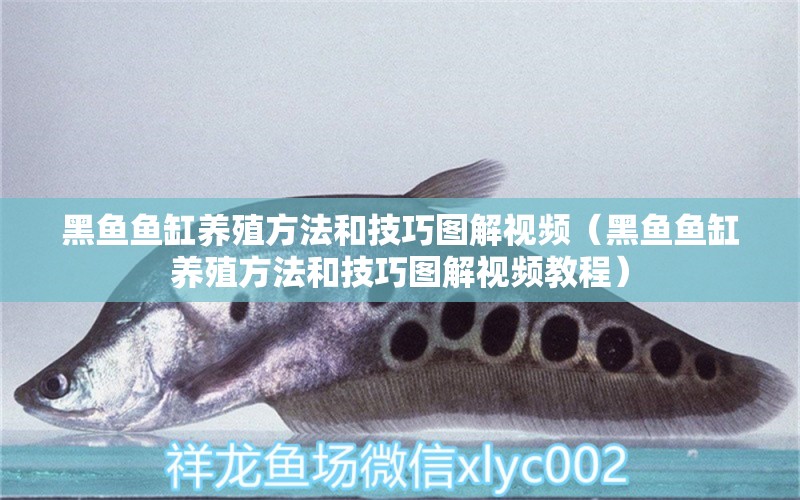 黑魚魚缸養(yǎng)殖方法和技巧圖解視頻（黑魚魚缸養(yǎng)殖方法和技巧圖解視頻教程）