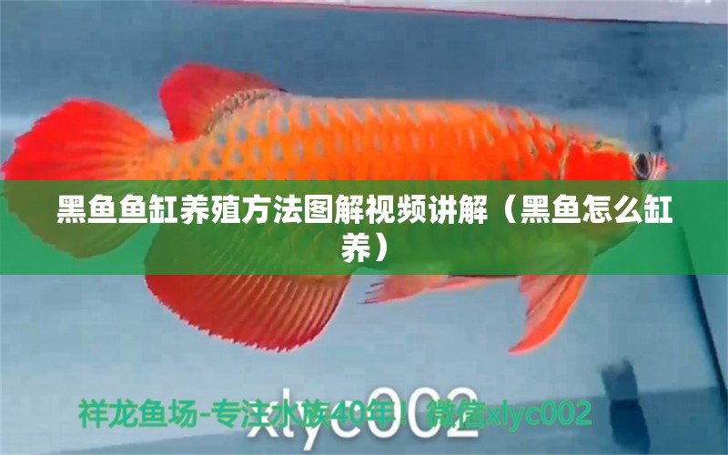 黑魚魚缸養(yǎng)殖方法圖解視頻講解（黑魚怎么缸養(yǎng)）