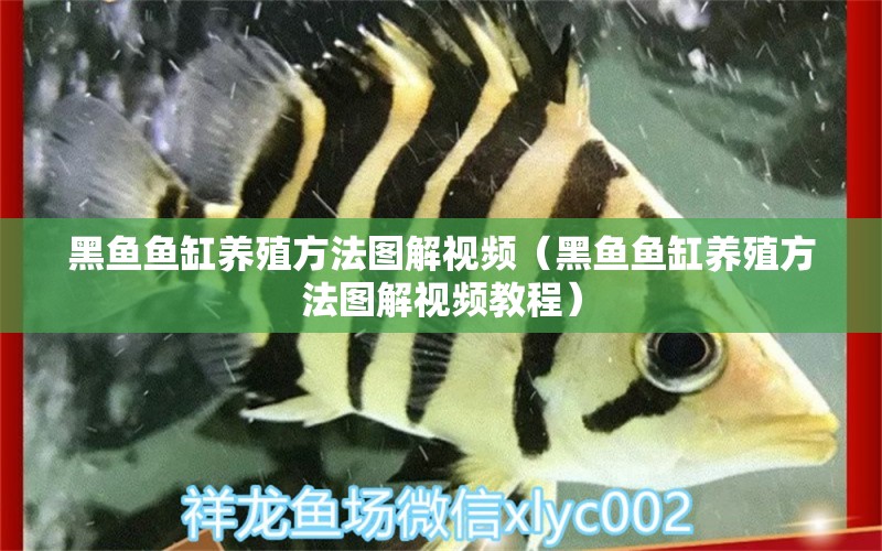 黑魚魚缸養(yǎng)殖方法圖解視頻（黑魚魚缸養(yǎng)殖方法圖解視頻教程） 水族雜談