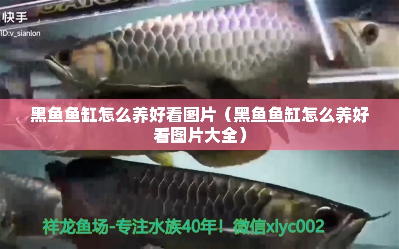 黑魚魚缸怎么養(yǎng)好看圖片（黑魚魚缸怎么養(yǎng)好看圖片大全） 祥龍水族醫(yī)院