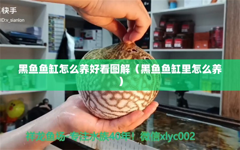 黑魚魚缸怎么養(yǎng)好看圖解（黑魚魚缸里怎么養(yǎng)） 白子銀版魚