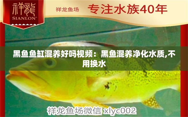 黑魚魚缸混養(yǎng)好嗎視頻：黑魚混養(yǎng)凈化水質(zhì),不用換水