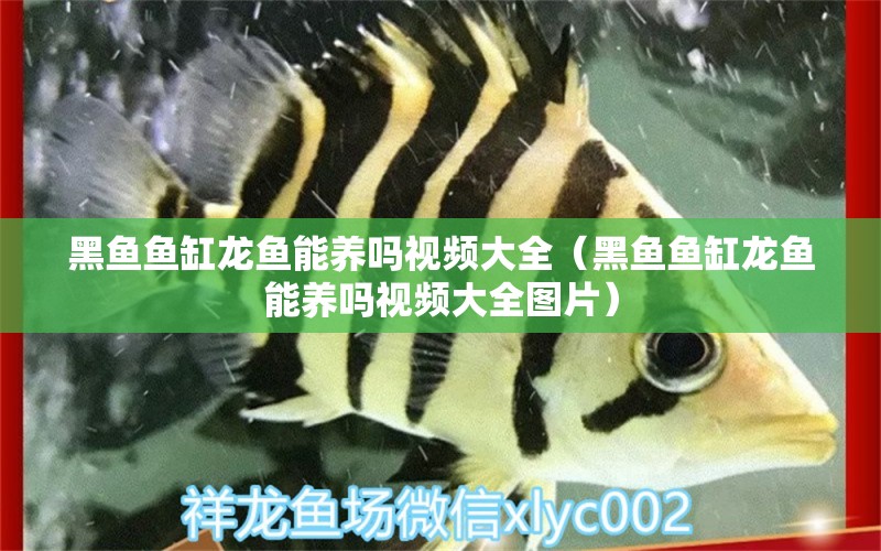 黑魚(yú)魚(yú)缸龍魚(yú)能養(yǎng)嗎視頻大全（黑魚(yú)魚(yú)缸龍魚(yú)能養(yǎng)嗎視頻大全圖片） 觀賞魚(yú)市場(chǎng)（混養(yǎng)魚(yú)）