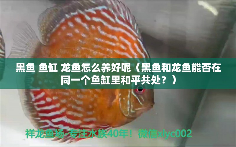 黑魚(yú) 魚(yú)缸 龍魚(yú)怎么養(yǎng)好呢（黑魚(yú)和龍魚(yú)能否在同一個(gè)魚(yú)缸里和平共處？） 水族問(wèn)答 第1張