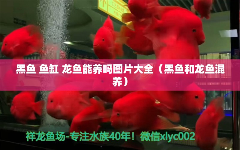 黑魚 魚缸 龍魚能養(yǎng)嗎圖片大全（黑魚和龍魚混養(yǎng)） 觀賞魚批發(fā)