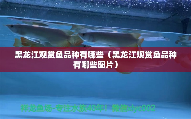 黑龍江觀賞魚品種有哪些（黑龍江觀賞魚品種有哪些圖片） 玫瑰銀版魚