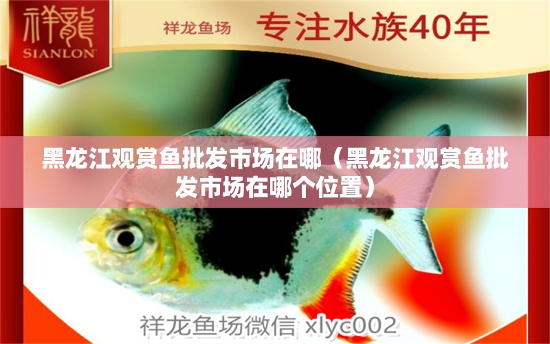 黑龍江觀賞魚批發(fā)市場在哪（黑龍江觀賞魚批發(fā)市場在哪個位置） 觀賞魚批發(fā)