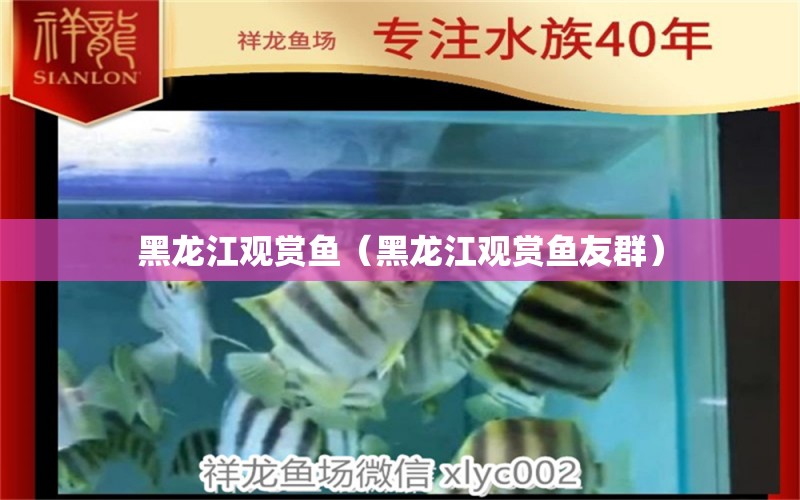 黑龍江觀賞魚（黑龍江觀賞魚友群） 觀賞魚批發(fā)