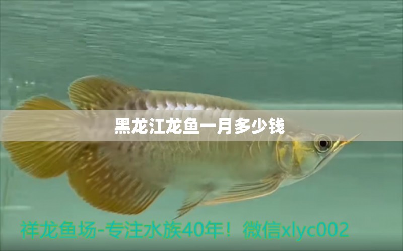 黑龍江龍魚一月多少錢 