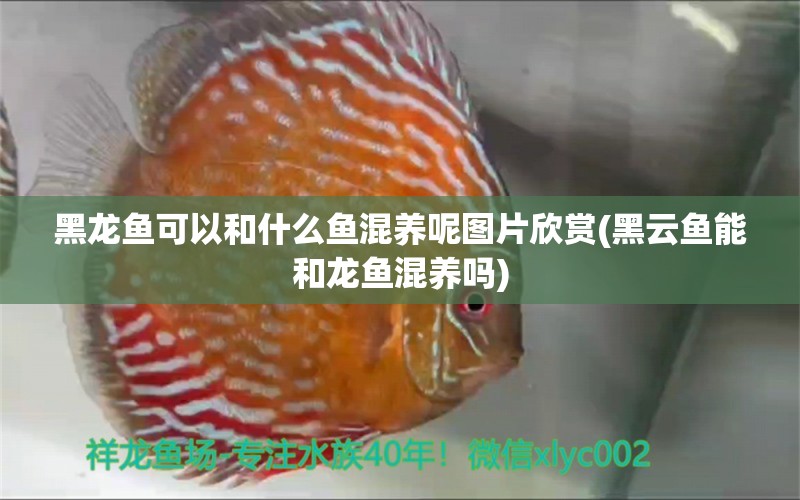 黑龍魚(yú)可以和什么魚(yú)混養(yǎng)呢圖片欣賞(黑云魚(yú)能和龍魚(yú)混養(yǎng)嗎)