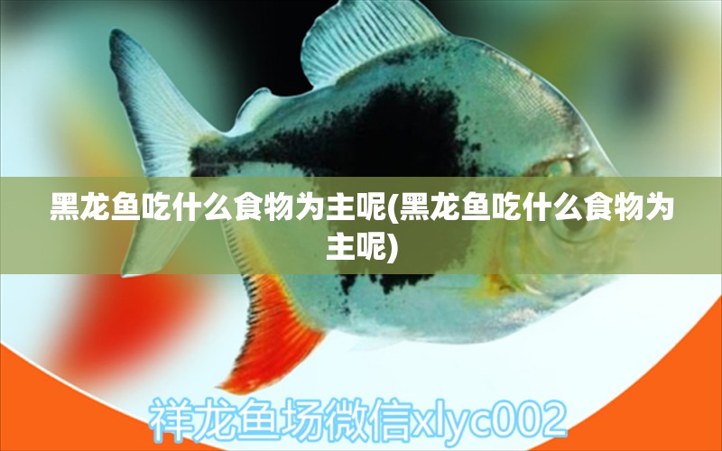 黑龍魚(yú)吃什么食物為主呢(黑龍魚(yú)吃什么食物為主呢) 紅龍專用魚(yú)糧飼料