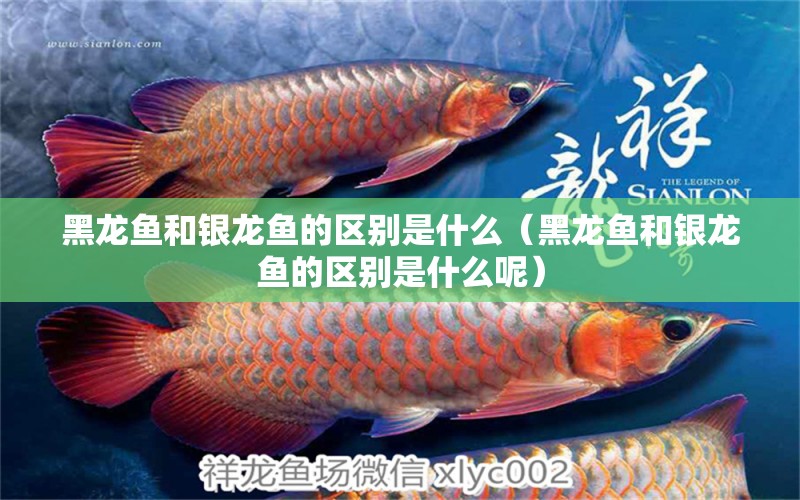 黑龍魚和銀龍魚的區(qū)別是什么（黑龍魚和銀龍魚的區(qū)別是什么呢）